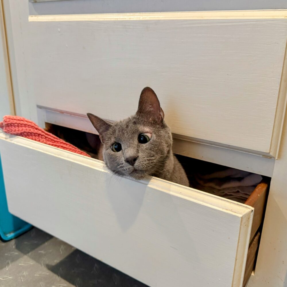 It's Berta the Cat, in a drawer again.