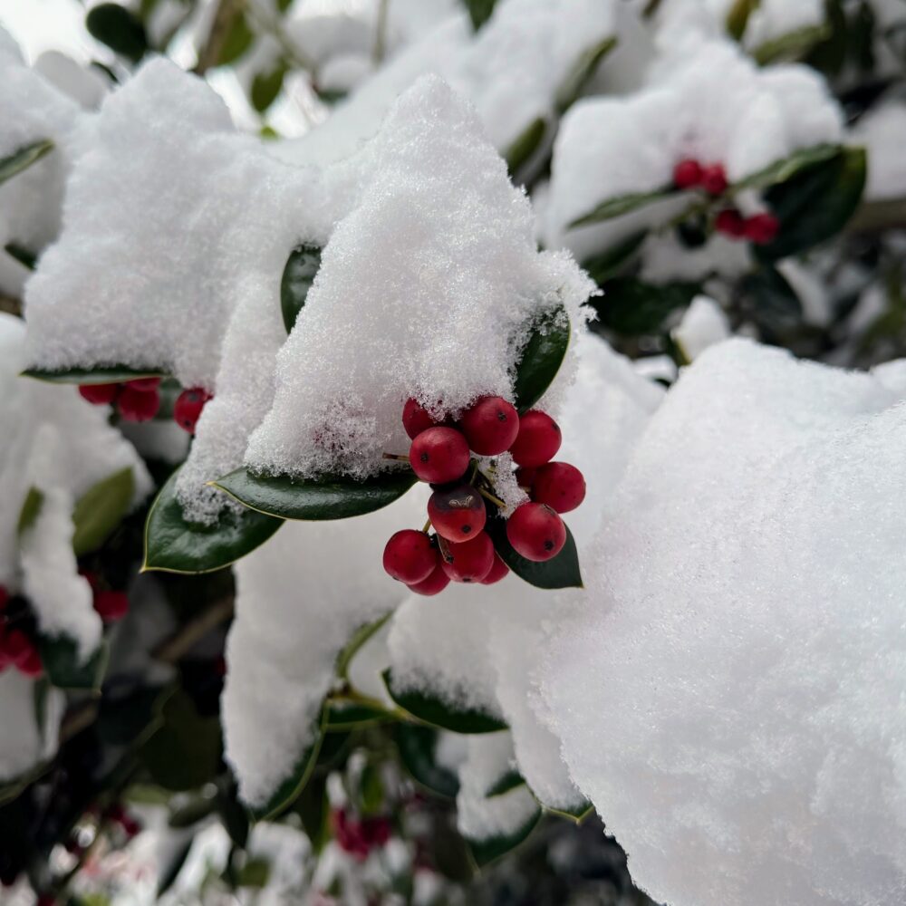 A cluster of red holly berries, covered in snow.