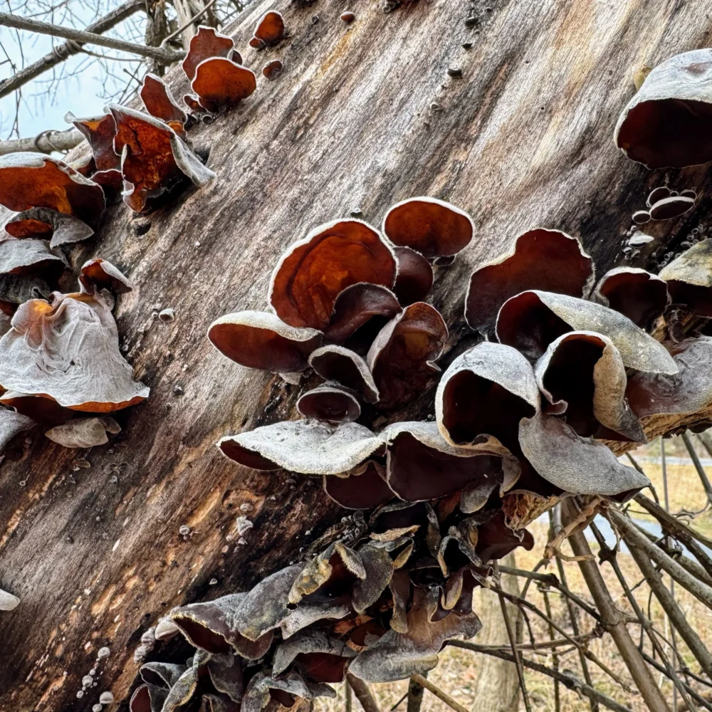 Brown ear-shaped fungi on a log.