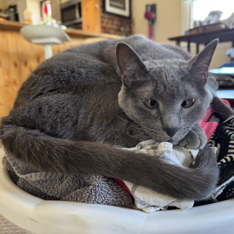 A gray cat, curled up on a basket of laundry. 