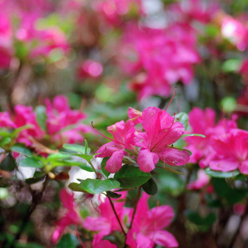 Some pink azaleas