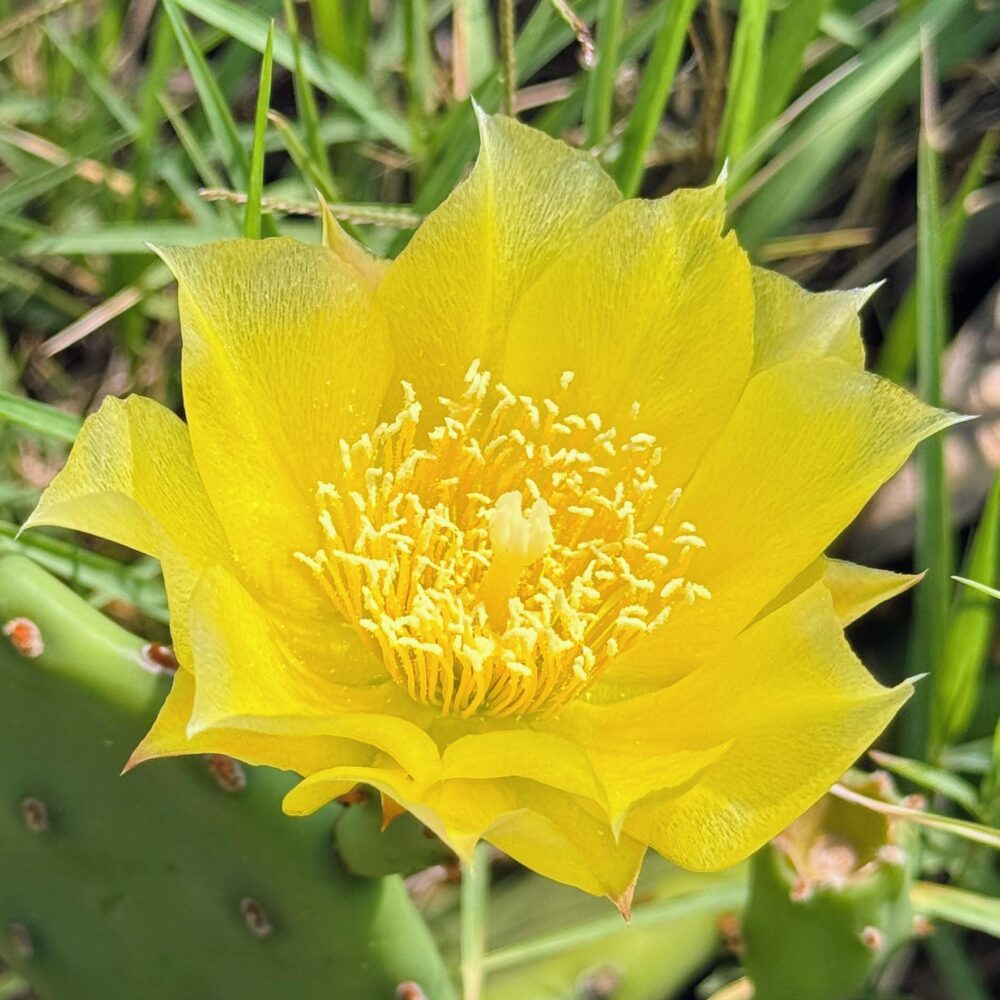 Yellow cactus flower