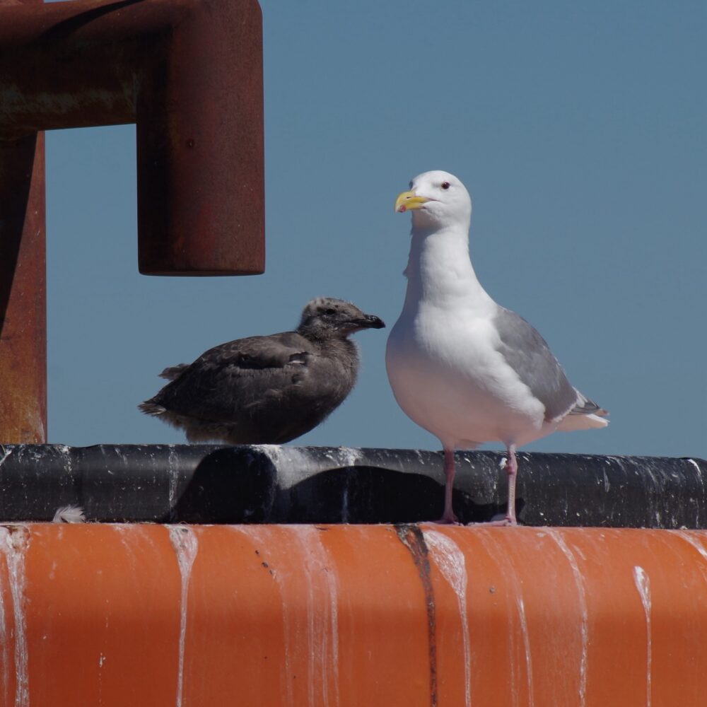 Gull and baby gull